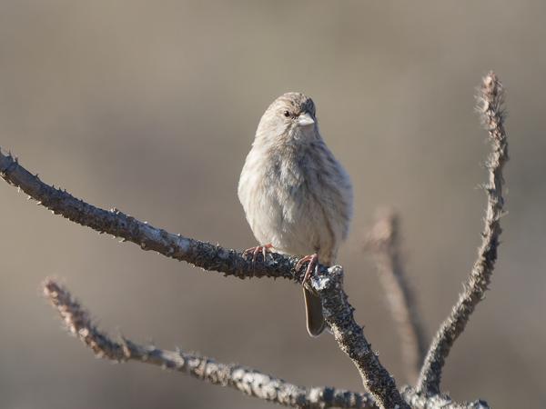 Yemen serin (Crithagra menachensis)